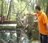 Monkey f.jpg